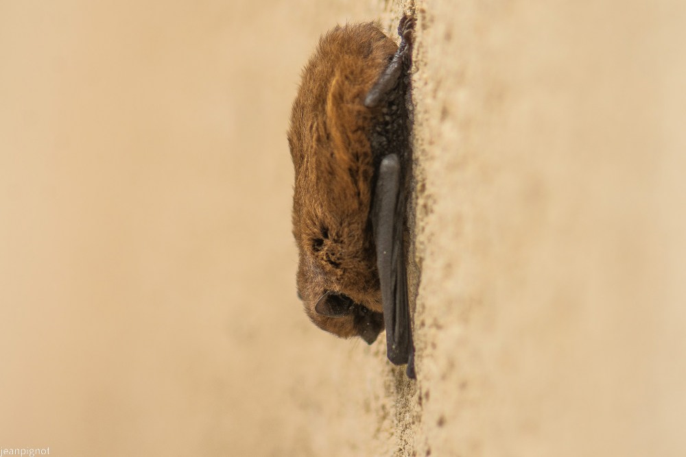 N2 pipistrelle.JPG