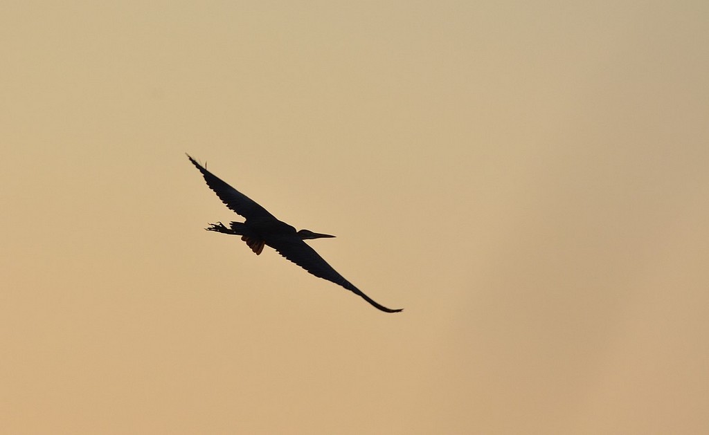 DSC_7720.JPG