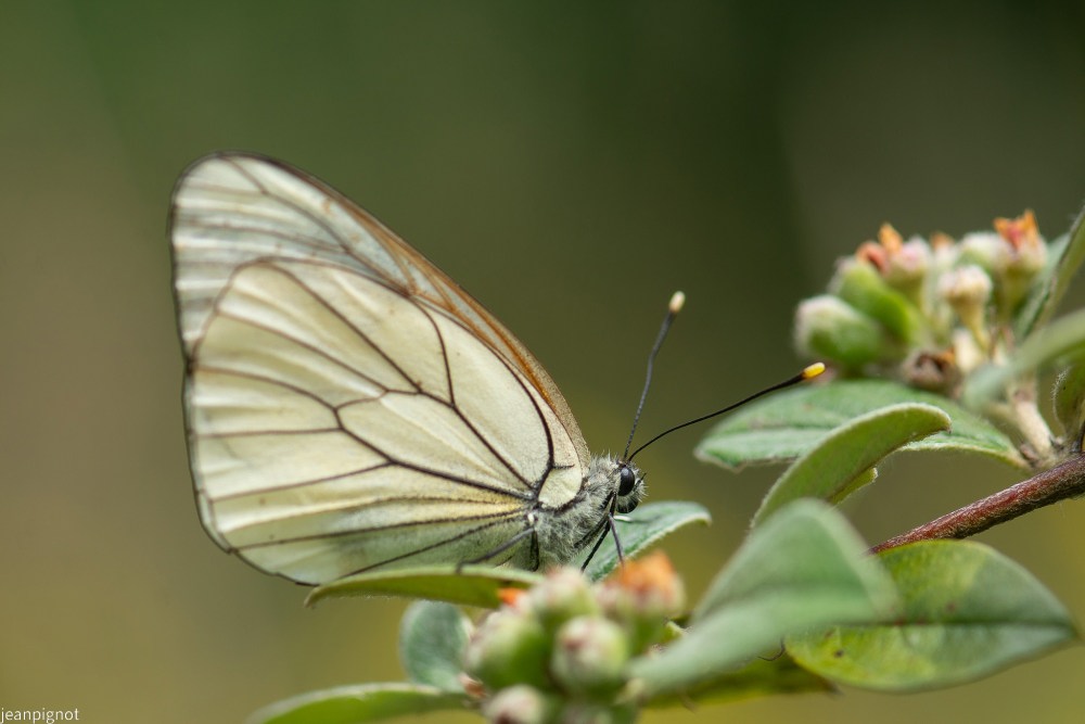 N10 papillon gazé.JPG