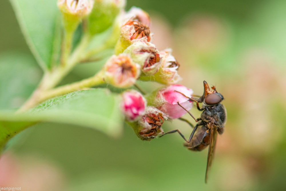 N7 syrphe rhingia campestris.JPG