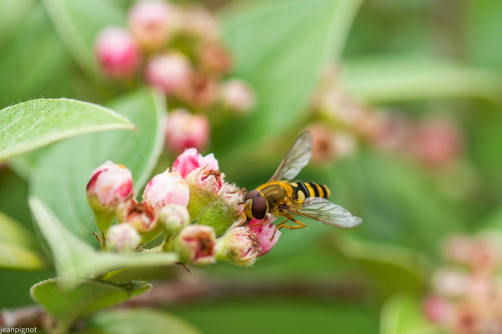 N6  syrphus vitripennis.JPG