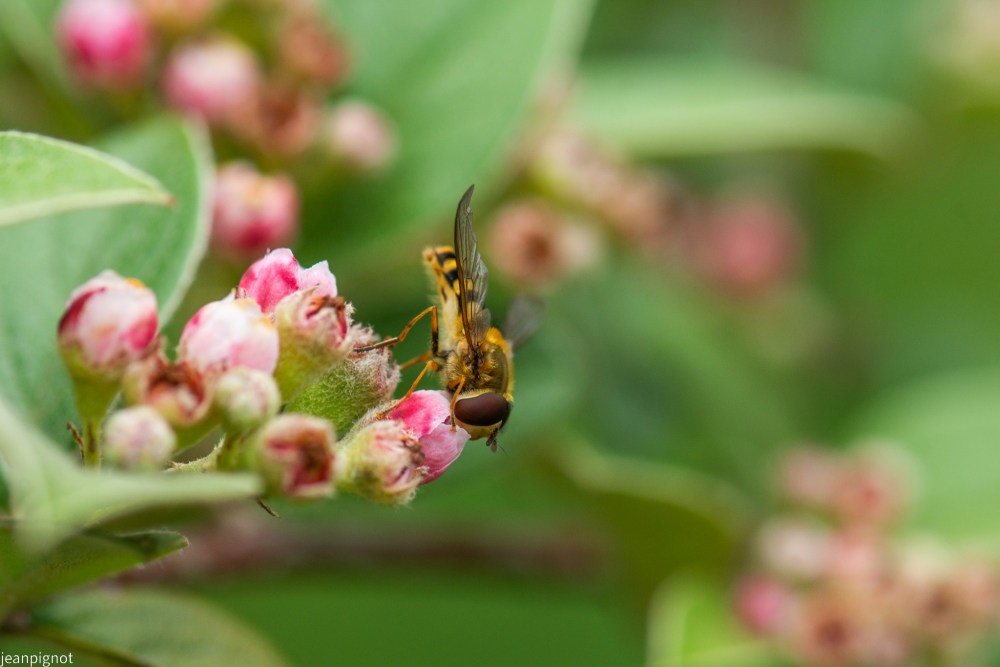 N5 syrphus vitripennis.JPG