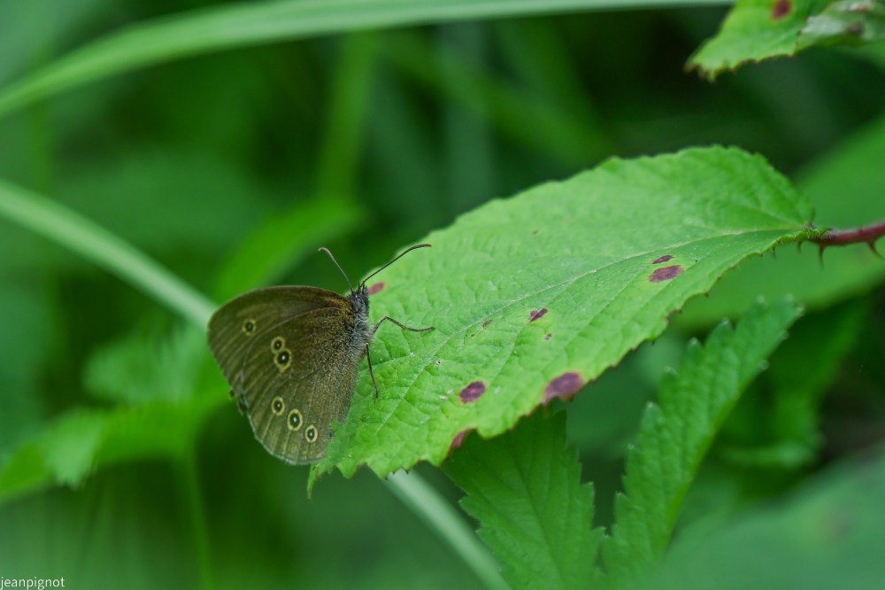 N4 papillon tristan.JPG