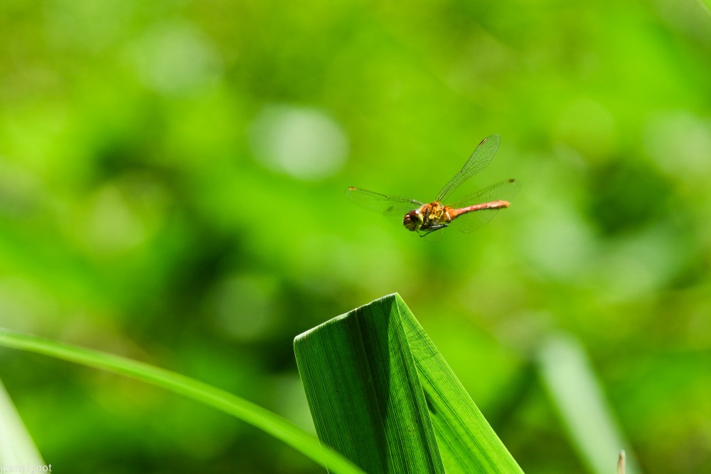 N3 sympetrum.JPG