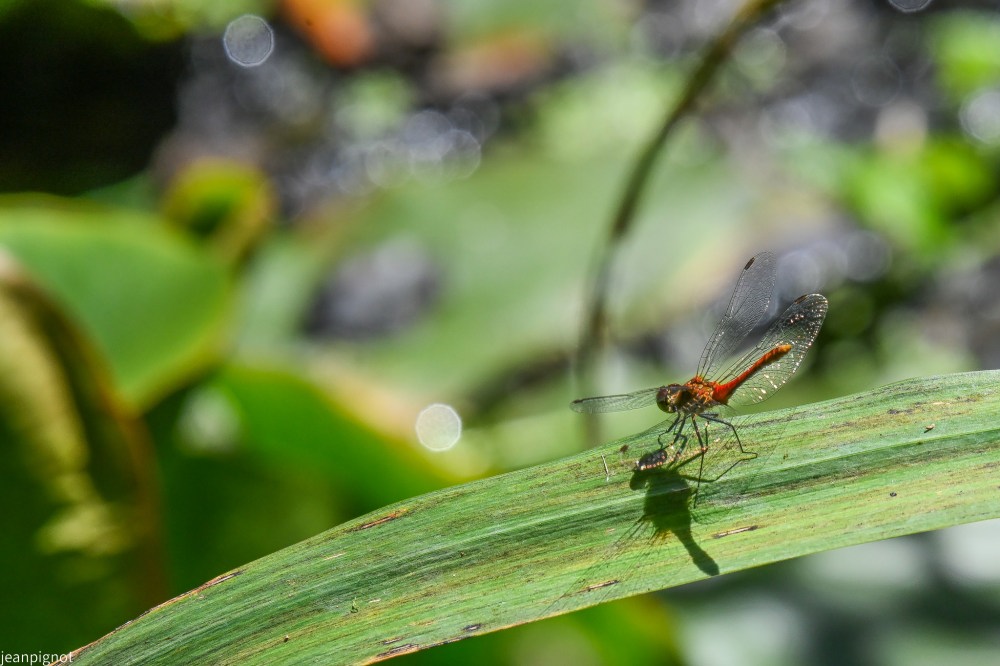 N2 sympetrum.JPG