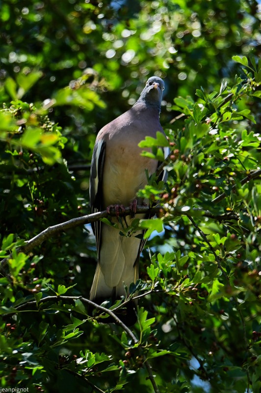 DSC_2370_001DSC_2370.JPG