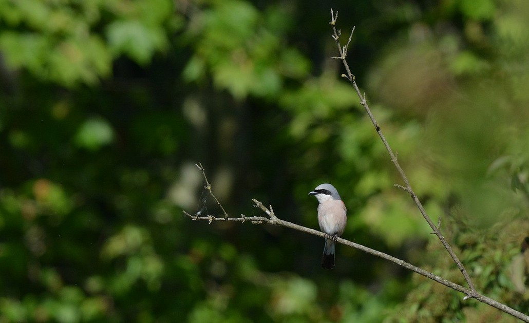 DSC_8725.JPG