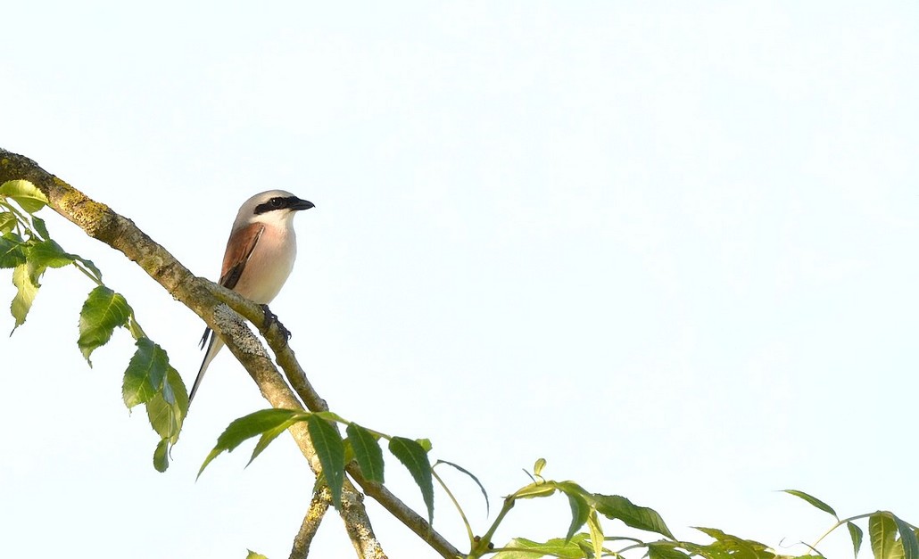DSC_8553g.JPG