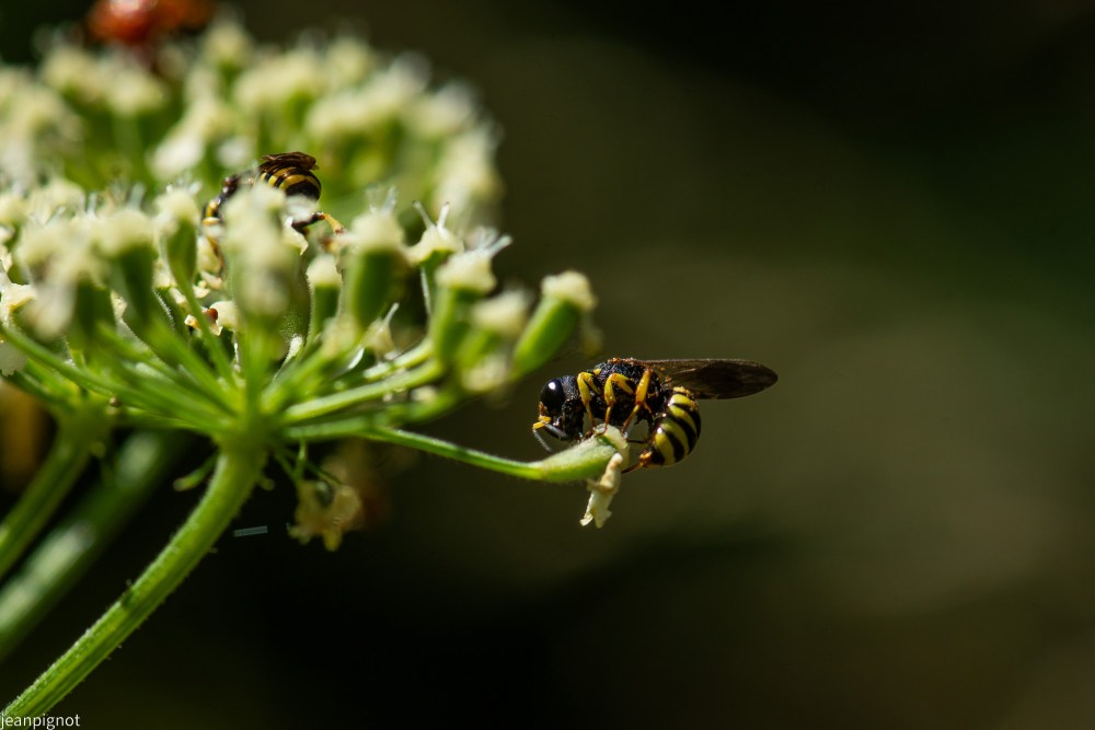 N11 polistes.JPG