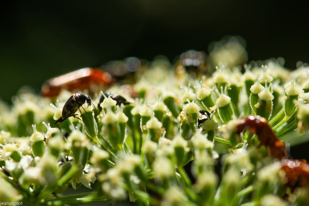 N9 staphylins parmies les cantharides.JPG