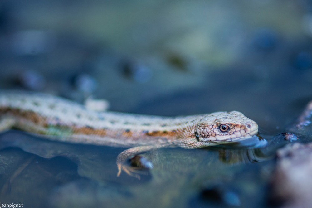 N8 lézard vivipare dans mon bac.JPG