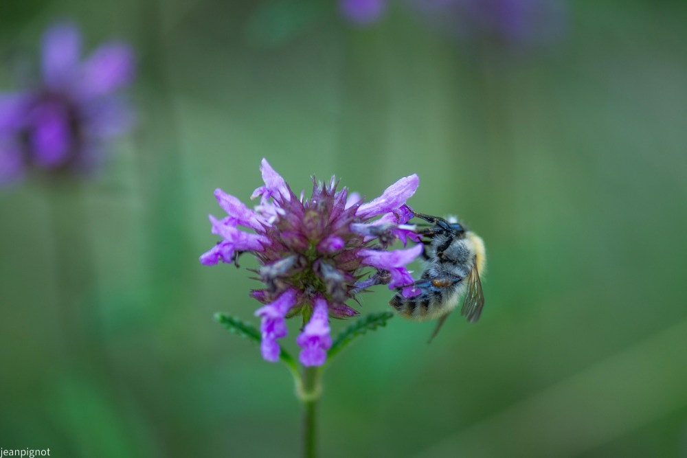 N1 bourdon dans betoines officinales.JPG