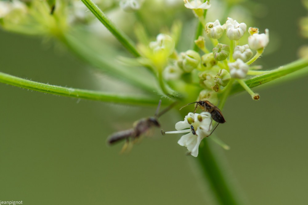N6 insecte indeterminée.JPG