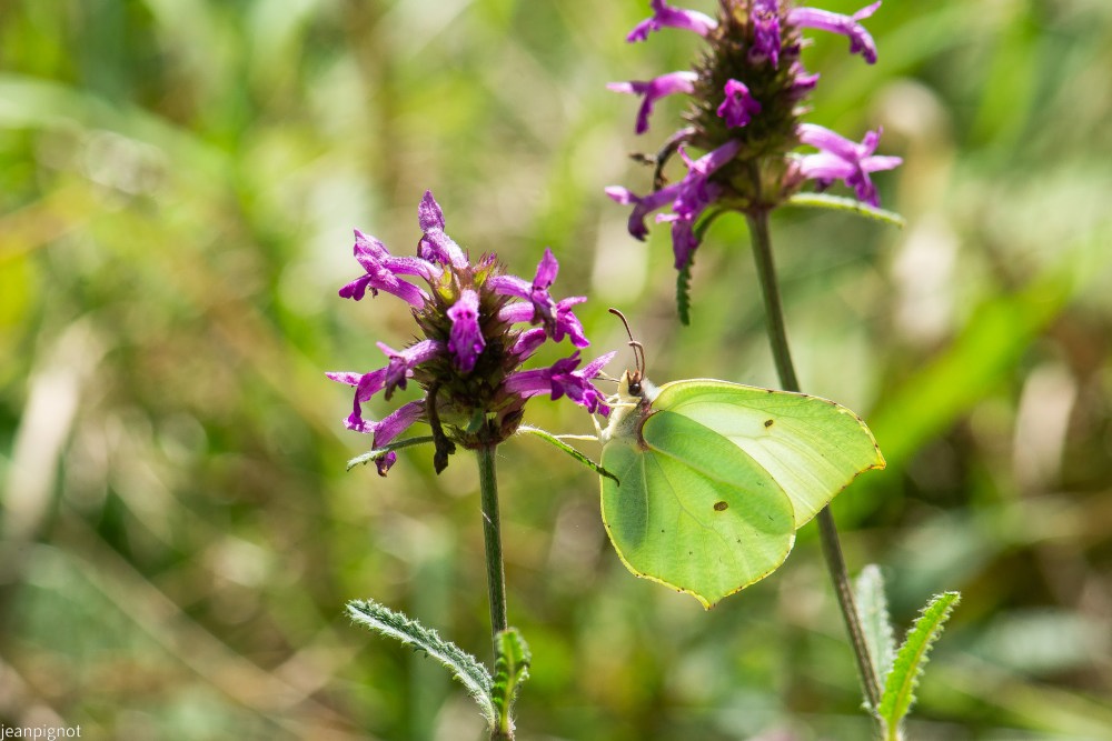 N8 papillon citron.JPG