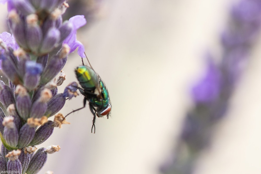 N5 mouche.JPG