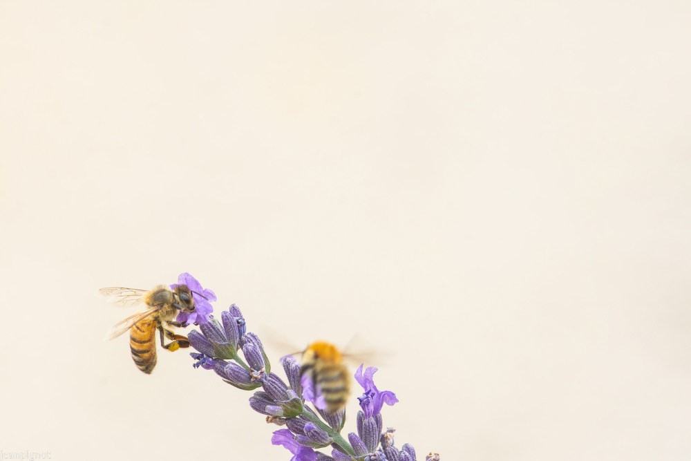 N4 abeille.JPG