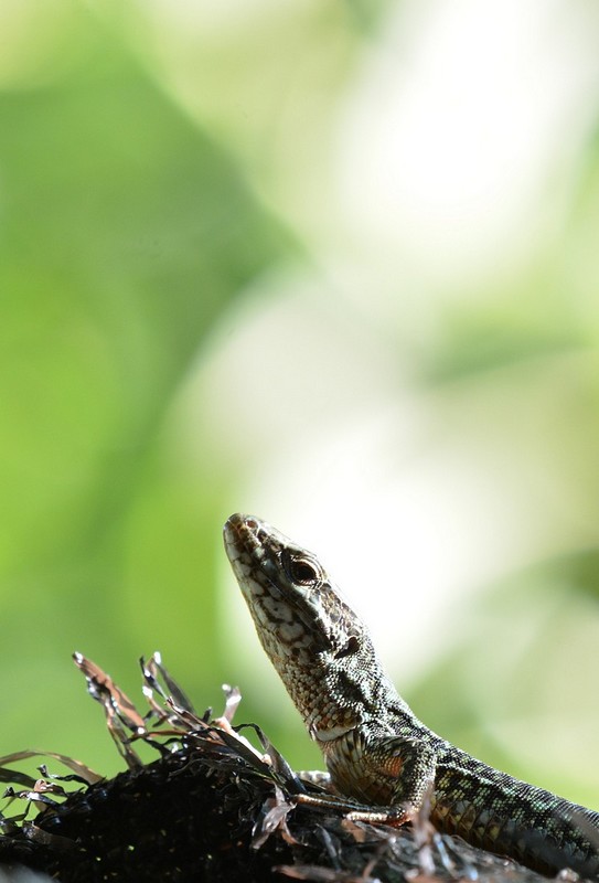 DSC_0828.JPG