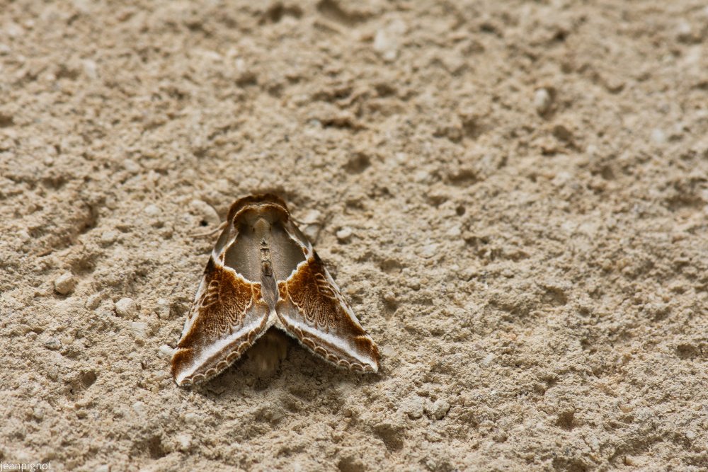 N12 papillon de nuit habrosyne pyritoides.JPG