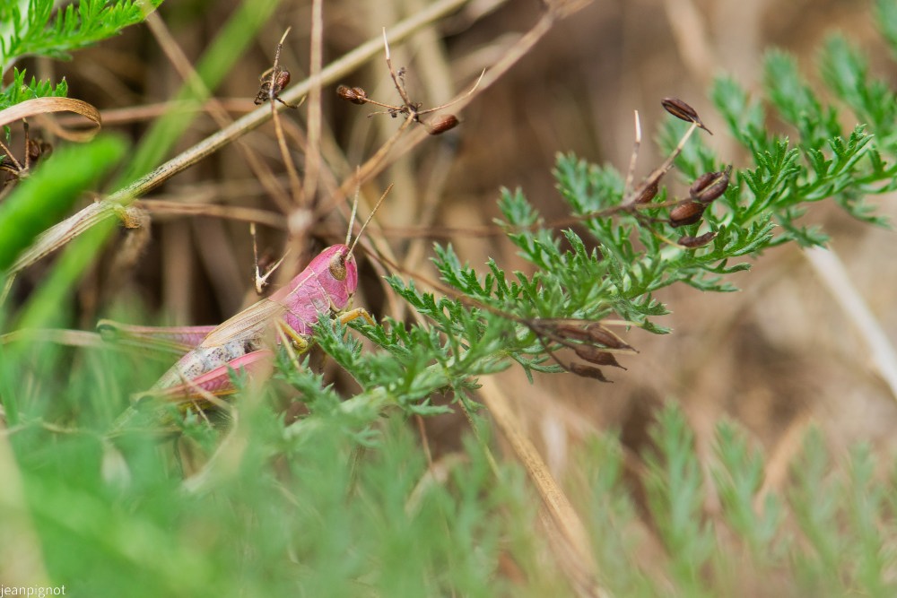 N10 criquet des patures femelle.JPG