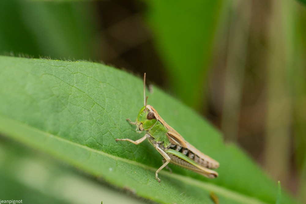 N9 criquet des patures male.JPG