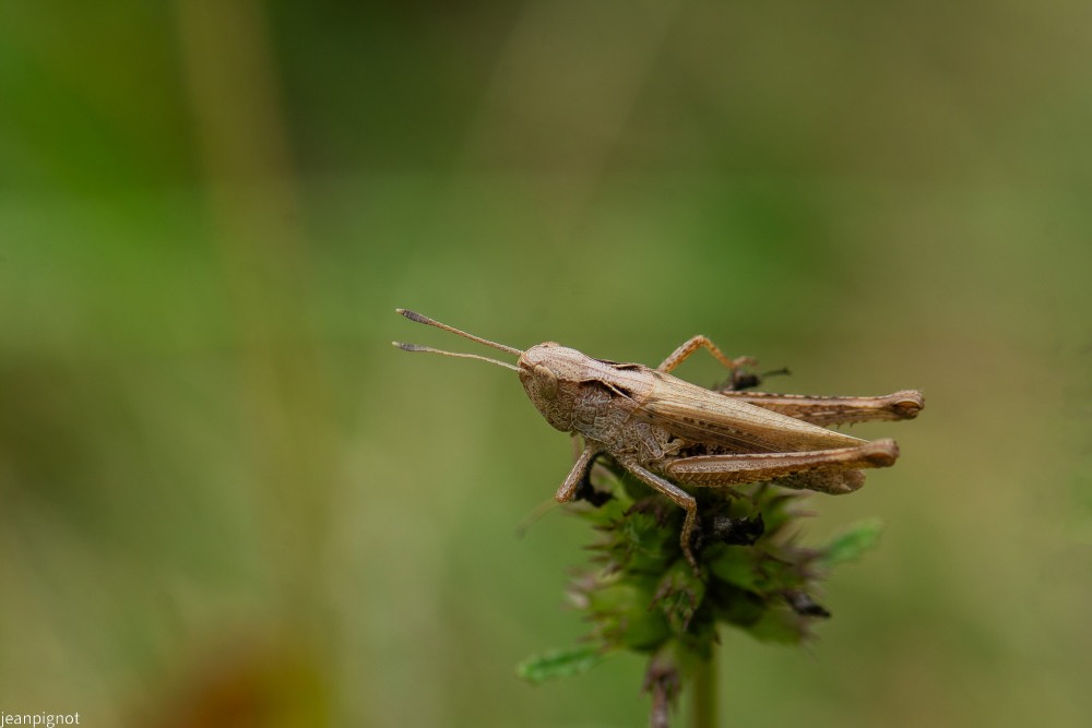caelifera caelifera (2).JPG