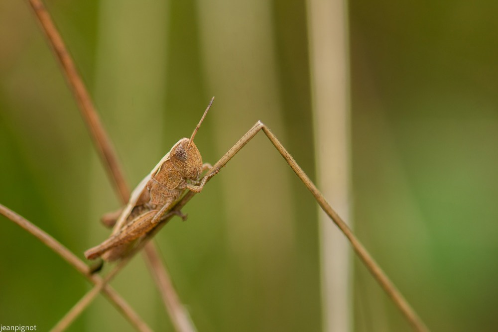 N5 caelifera caelifera.JPG