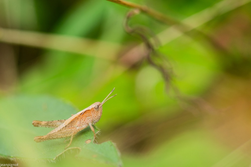 N4 caelifera caelifera.JPG