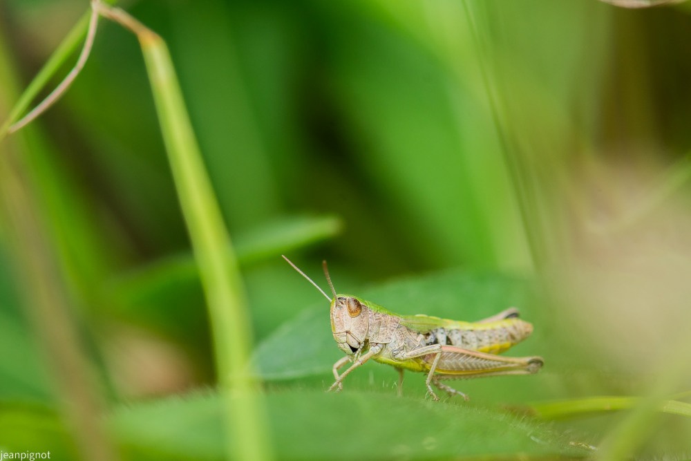 N2 criquet des patures male.JPG