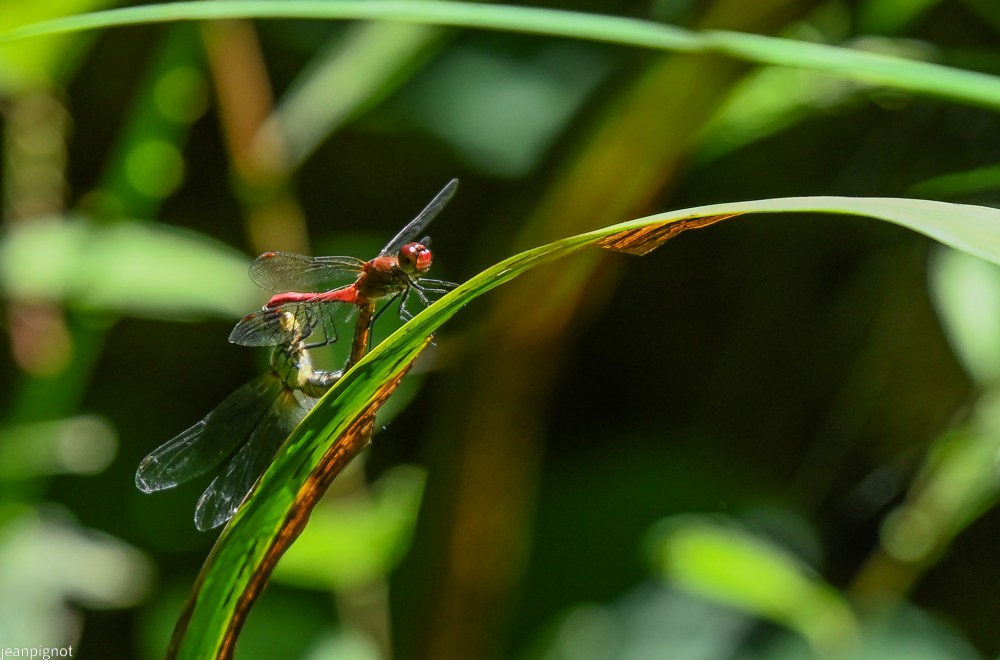 N9 accouplement de sympetrum.JPG
