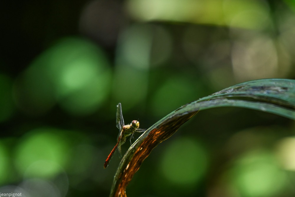 N8 sympetrum.JPG