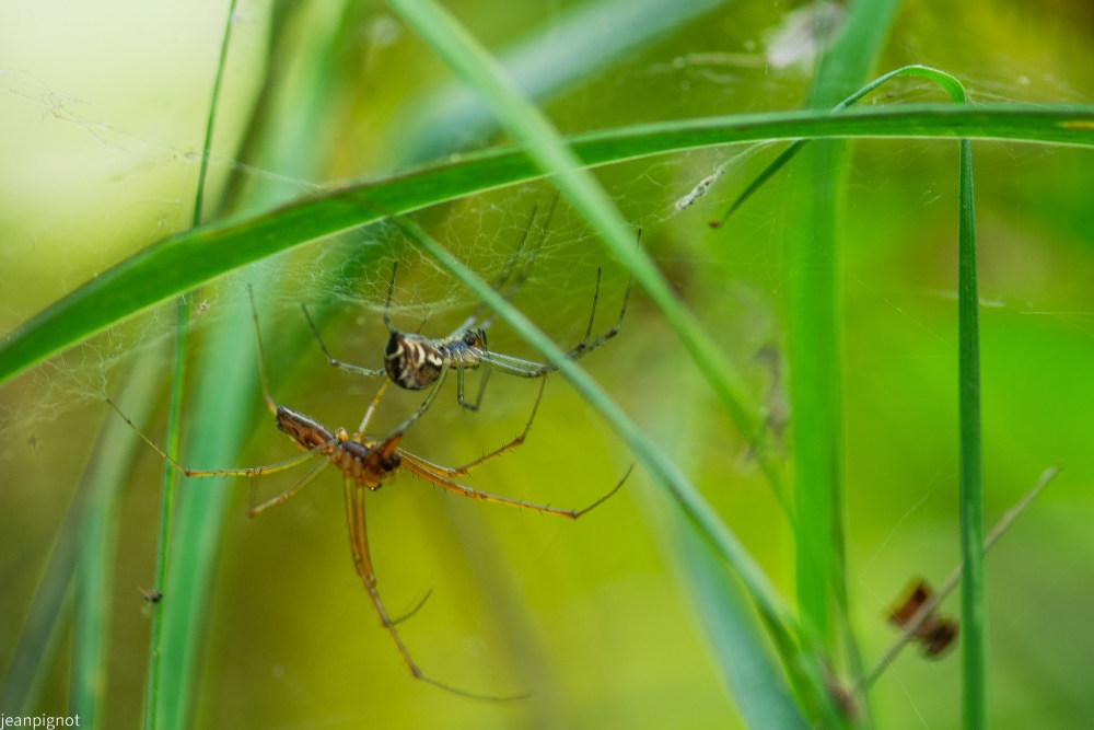 N7 tetragnathes.JPG
