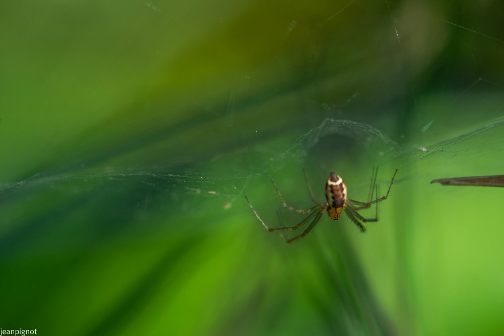 N6 tetragnathe.JPG