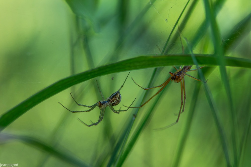N5 tetragnathe.JPG