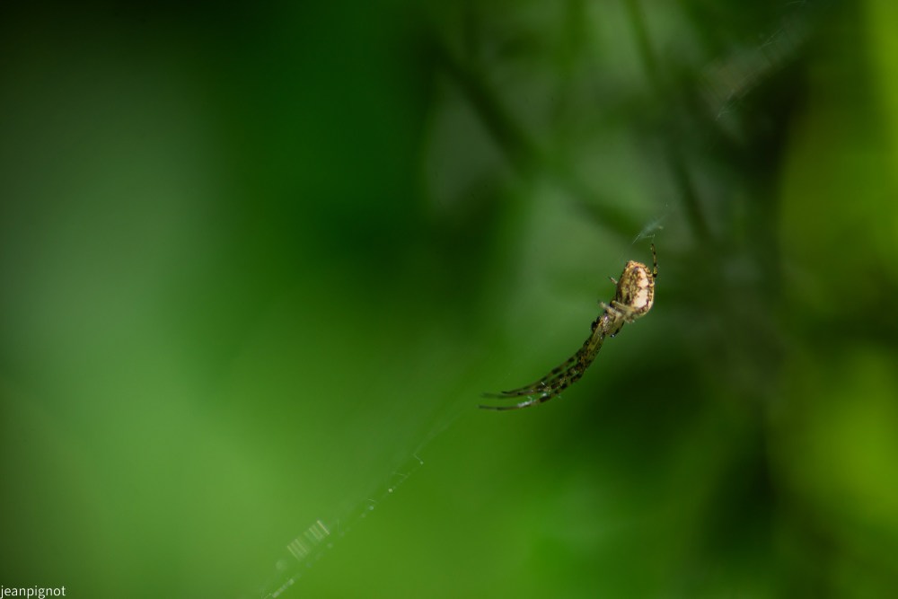 N4 tetragnathe.JPG