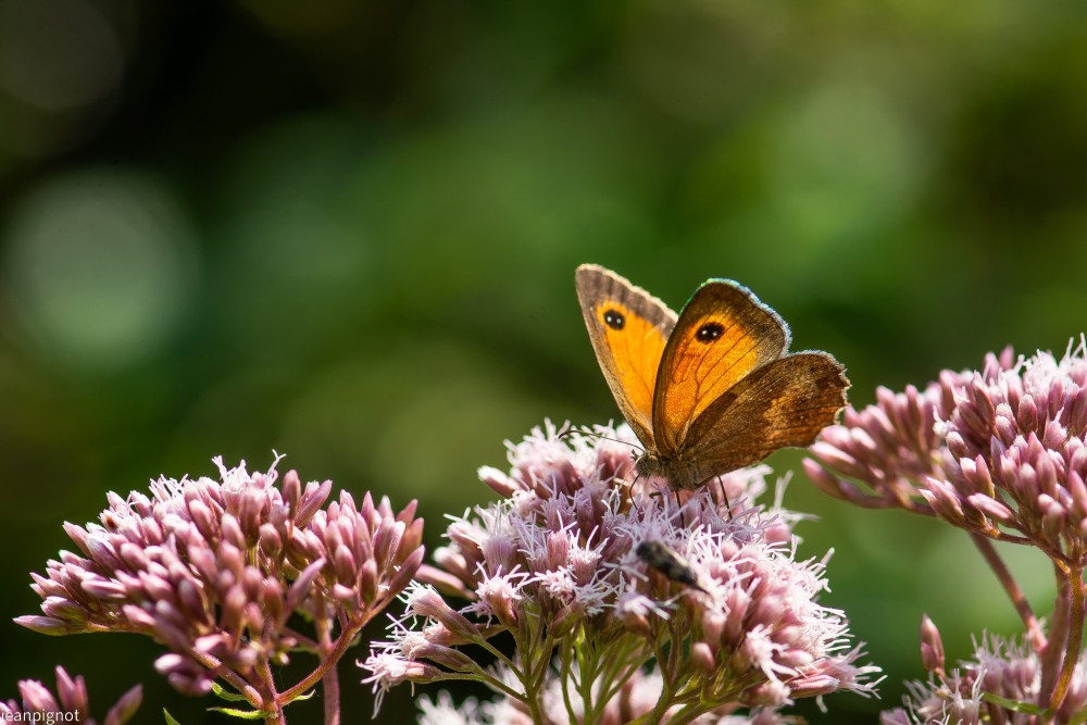 N3 papillon amaryllise.JPG