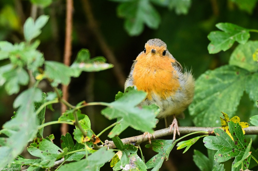 DSC_7606_001DSC_7606.JPG