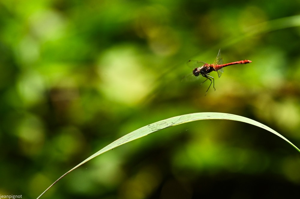 N12 sympetrum.JPG