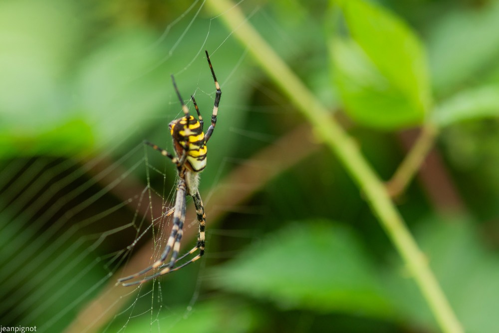 N9 argiope frelon.JPG