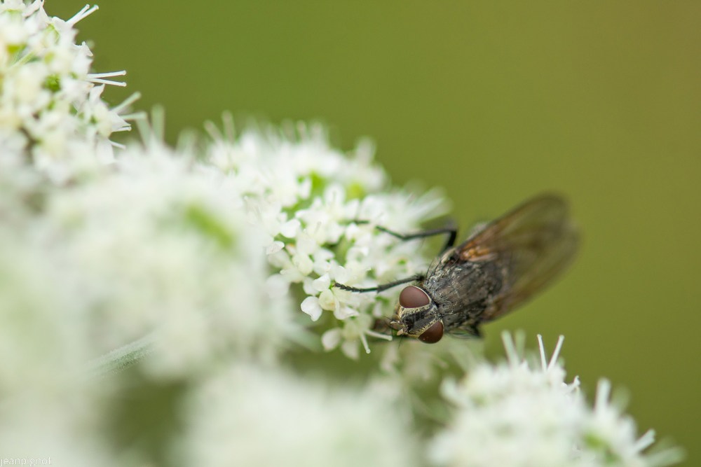 N8 mouche.JPG