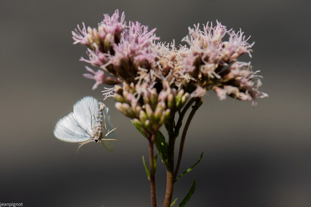 N3 papillon (2).JPG