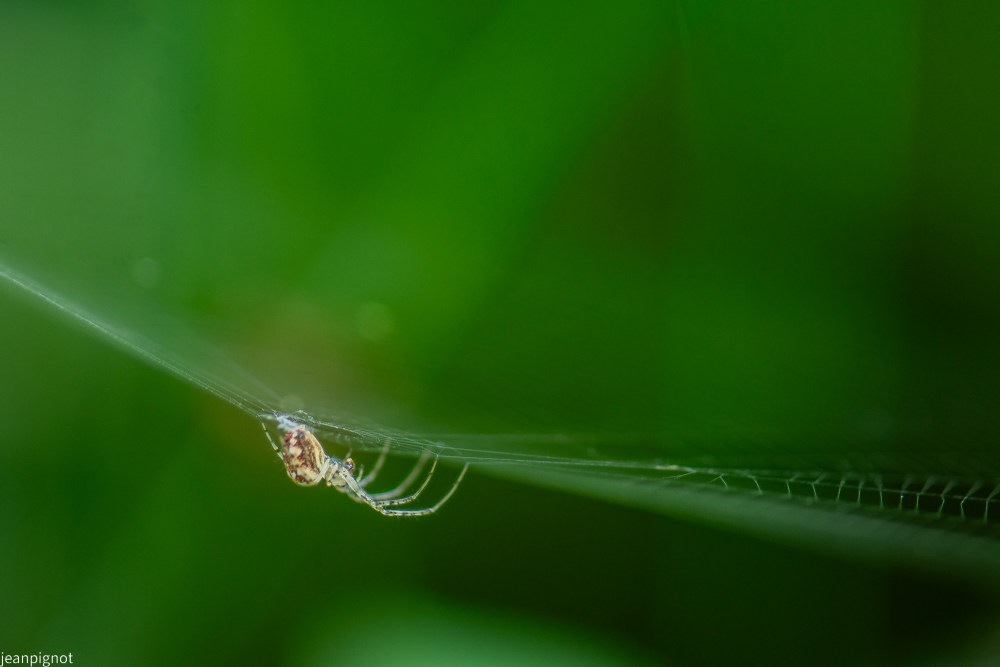 N2 tetragnathe.JPG