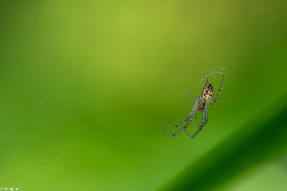 N1 tetragnathe.JPG