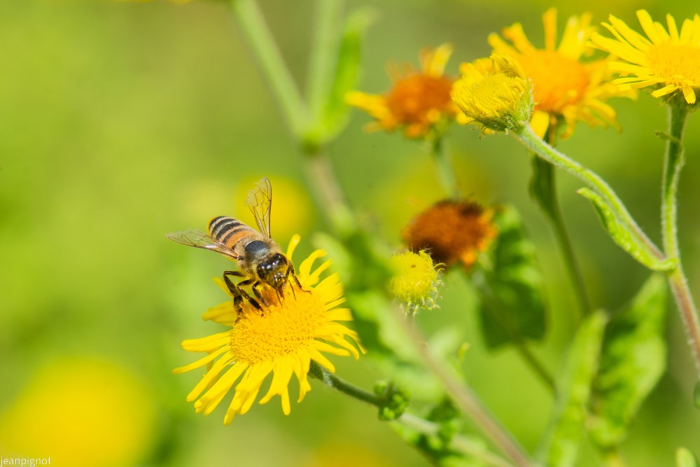 N10 abeille.JPG