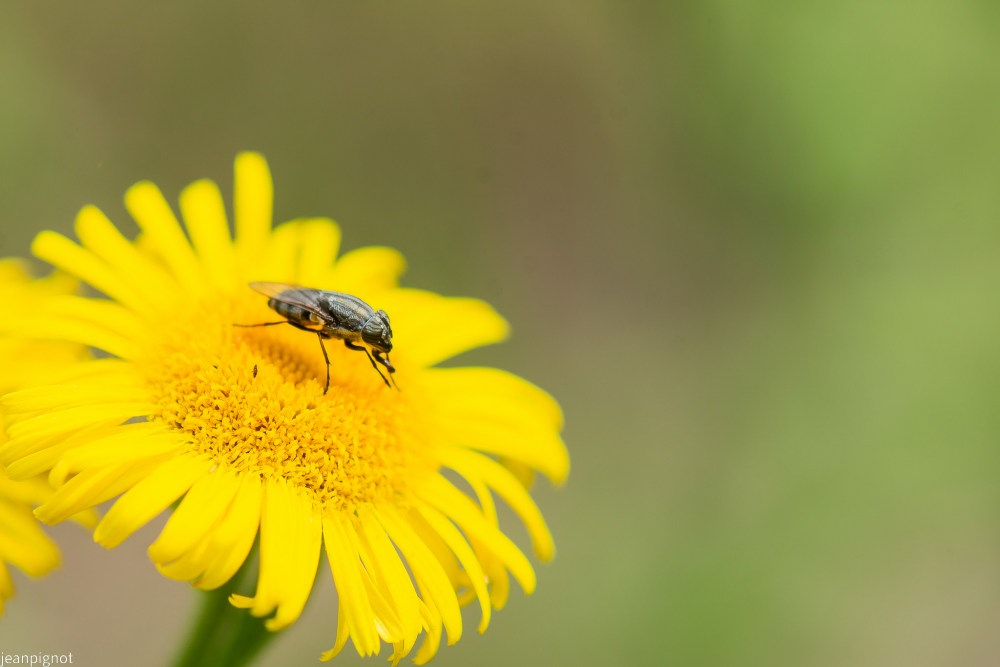 N8 espece de mouche sur séneçon.JPG