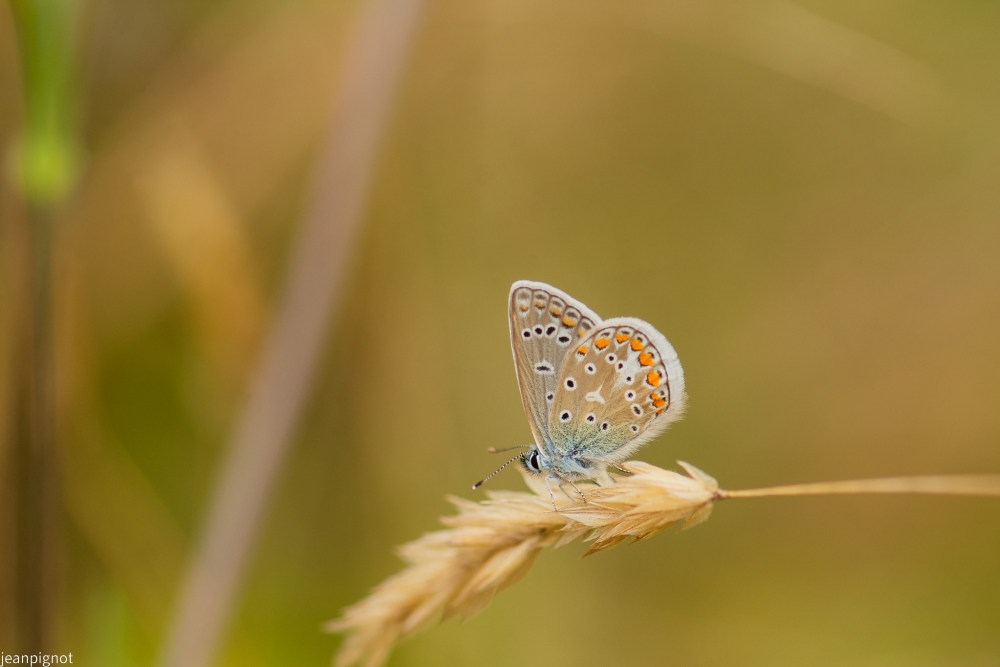 N6 argus bleue.JPG