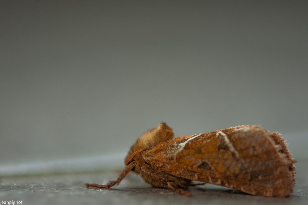 N4 papillon de nuit.JPG