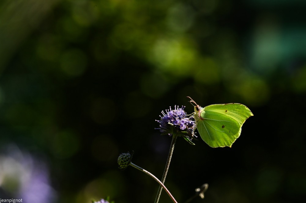N5 papillon citron.JPG