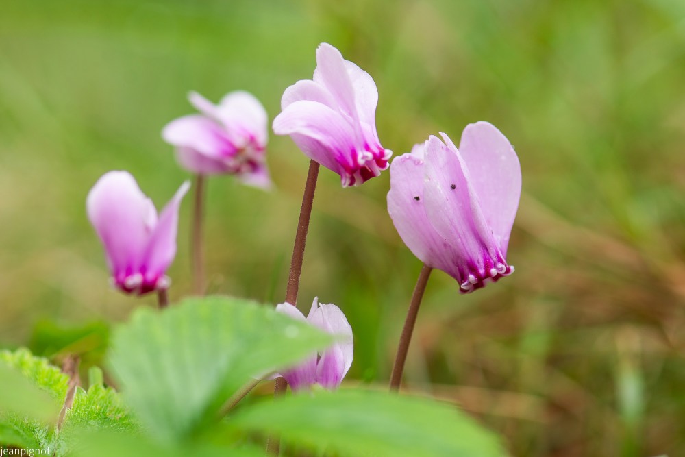 N1 cyclamen.JPG