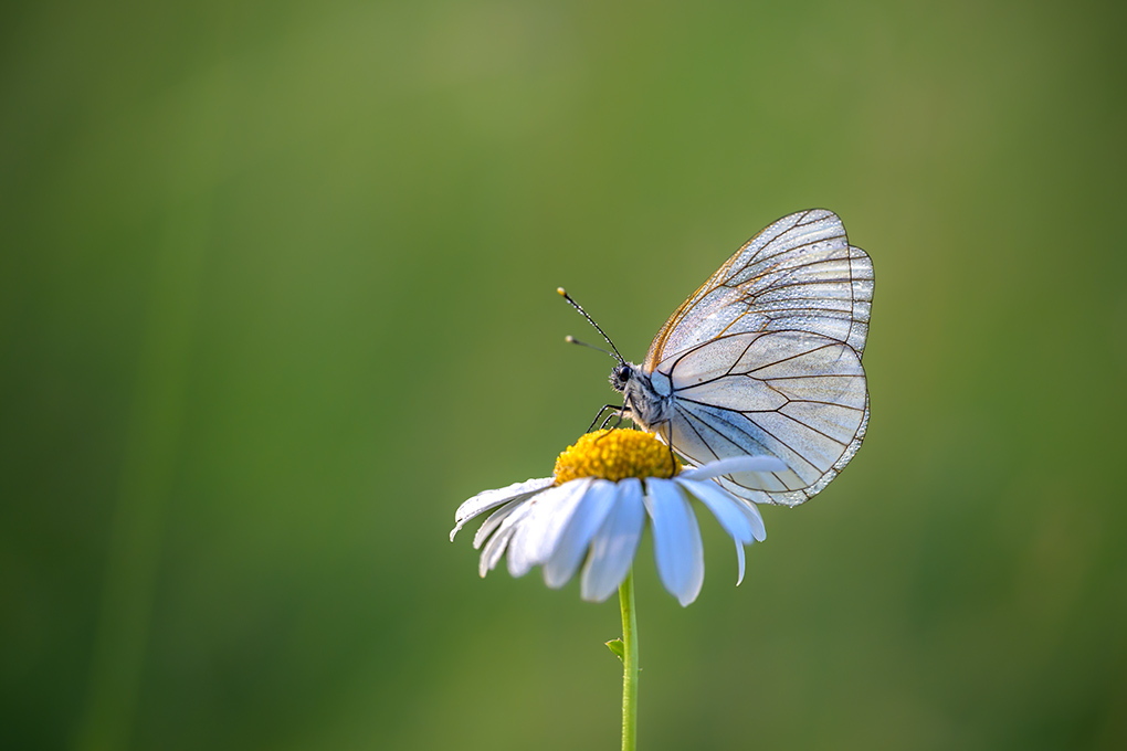 Gazé internet 2.jpg