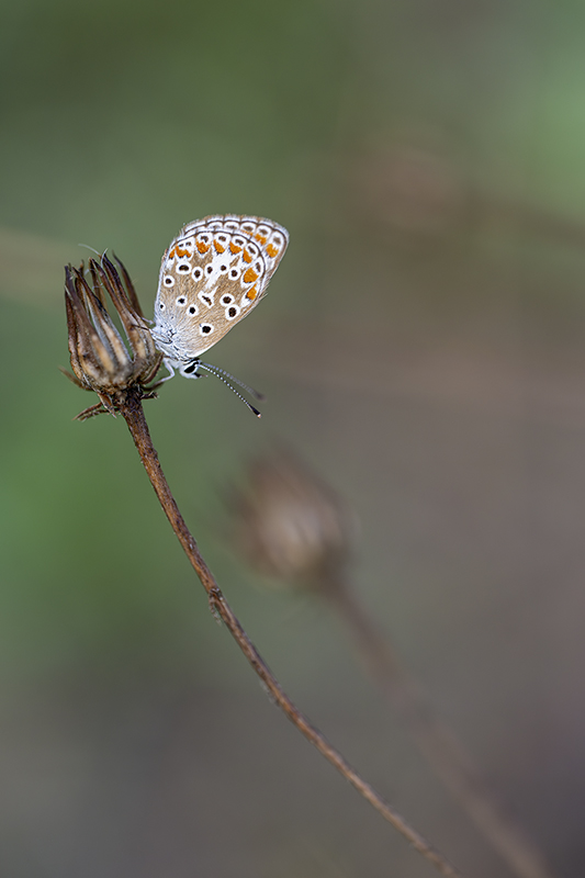 collier de corail internet 1.jpg